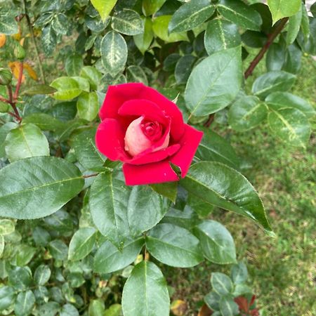 Biancogelso B&B Vegan Gardone Riviera Esterno foto